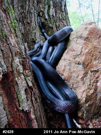 Eastern Ratsnake