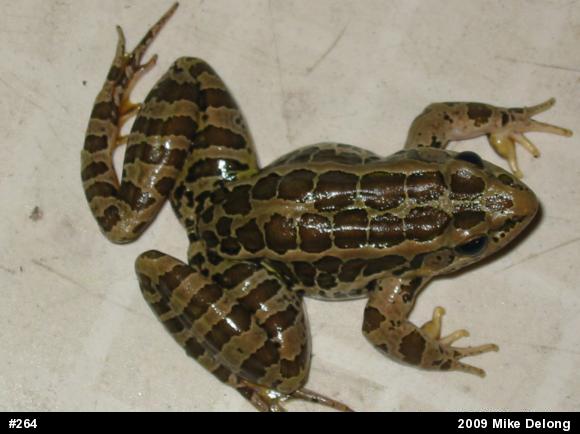 Pickerel Frog