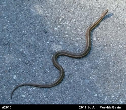 Eastern Gartersnake