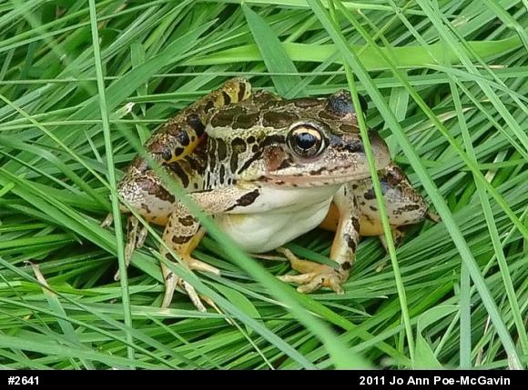 Pickerel Frog