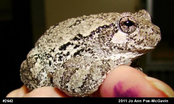 Gray Treefrog