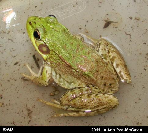 Green Frog