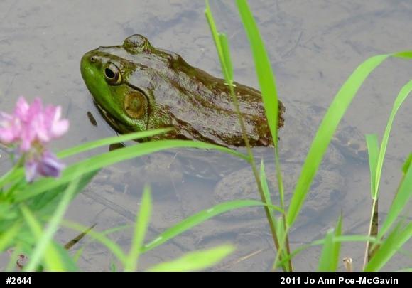 American Bullfrog