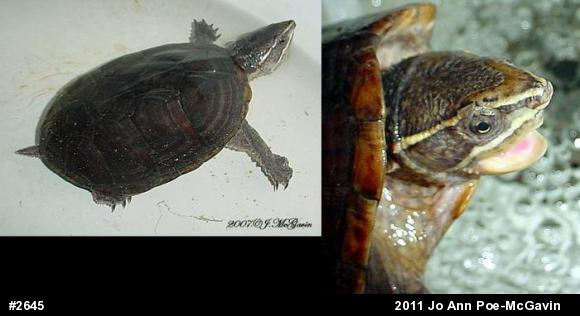 Eastern Musk Turtle