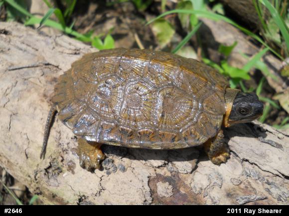 Wood Turtle