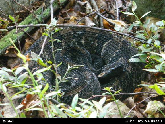 Timber Rattlesnake