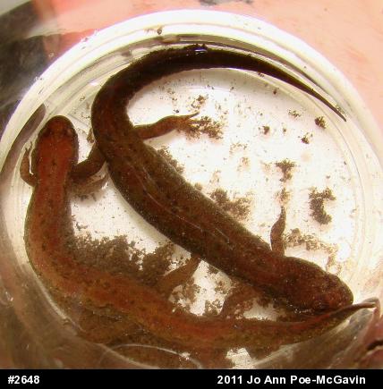 Northern Dusky Salamander