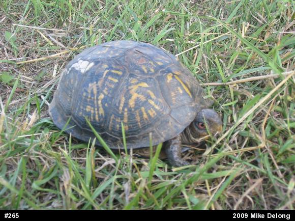 Eastern Box Turtle