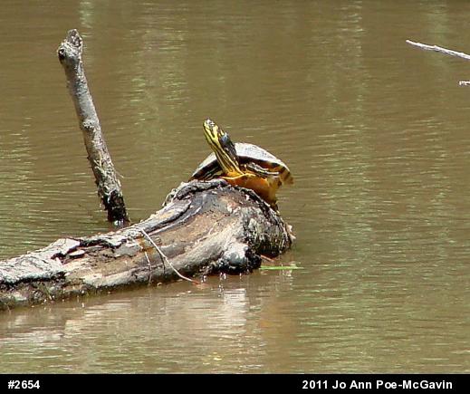 Yellow-bellied Slider