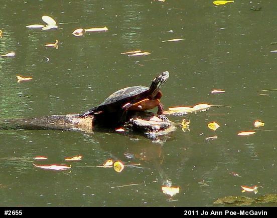 Painted Turtle