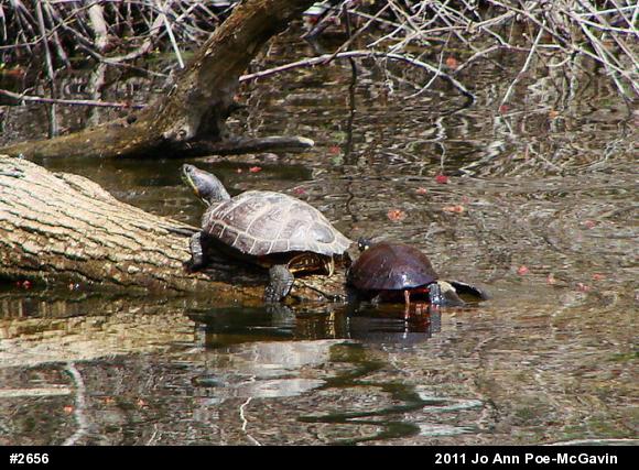 Red-eared Slider