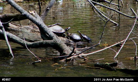 Red-eared Slider