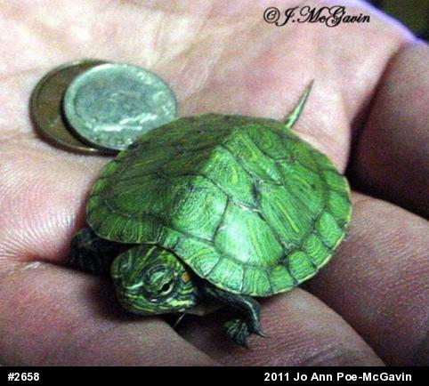 Red-eared Slider