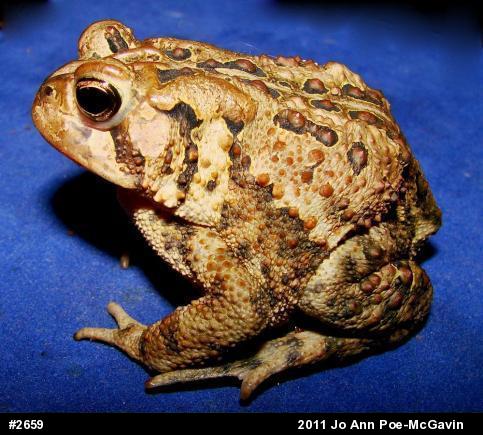 Eastern American Toad