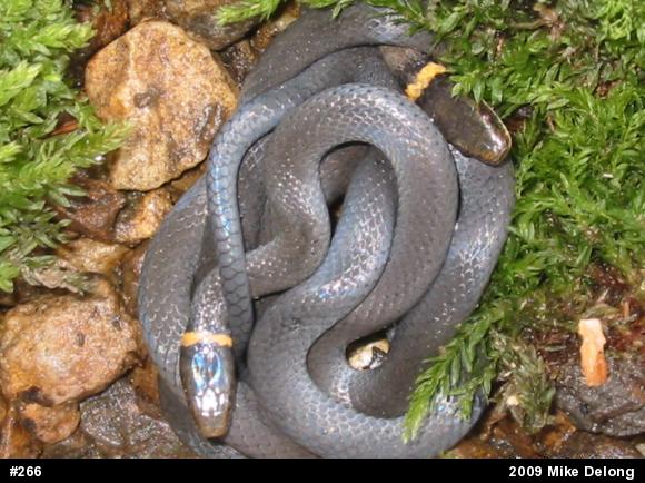 Northern Ring-necked Snake