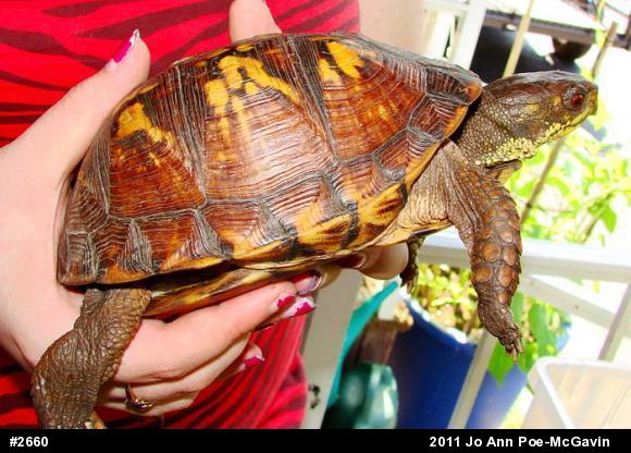 Eastern Box Turtle