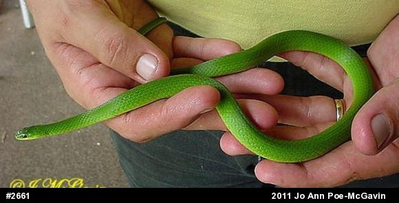 Smooth Greensnake