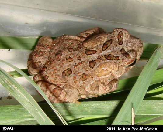 True Toads