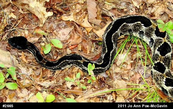 Timber Rattlesnake