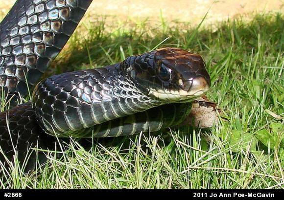 Northern Black Racer