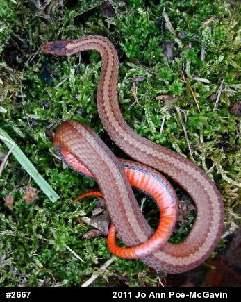 Red-bellied Snake