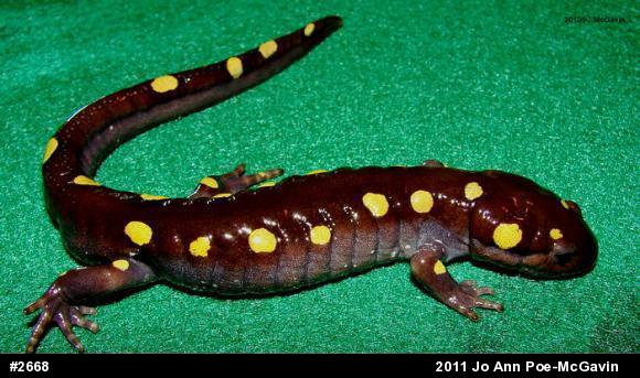 Spotted Salamander