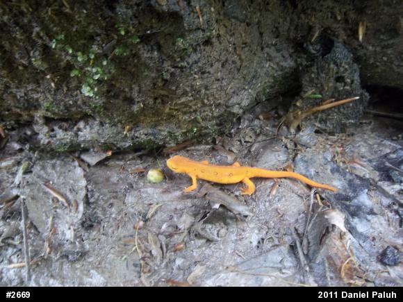 Red-spotted Newt