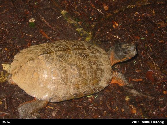 Wood Turtle