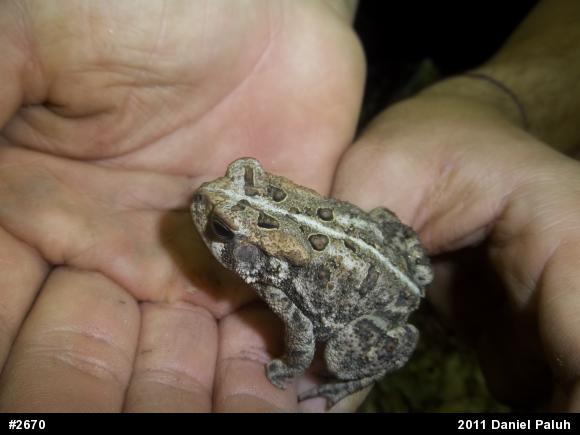 Eastern American Toad