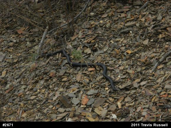 Northern Black Racer