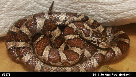 Eastern Milksnake