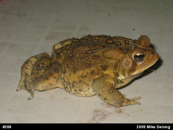 Eastern American Toad