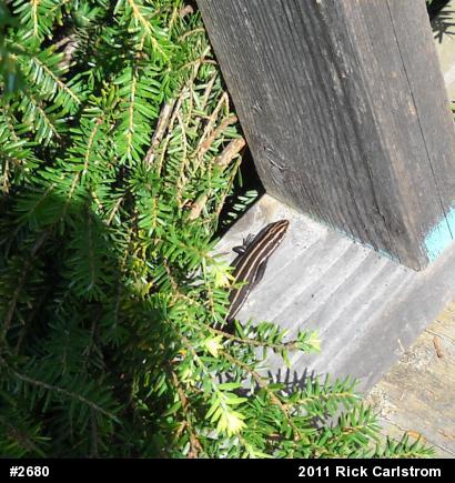 Common Five-lined Skink