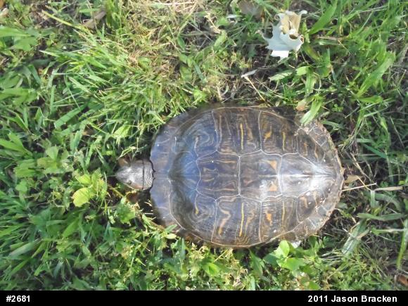 Red-eared Slider