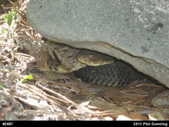 Timber Rattlesnake