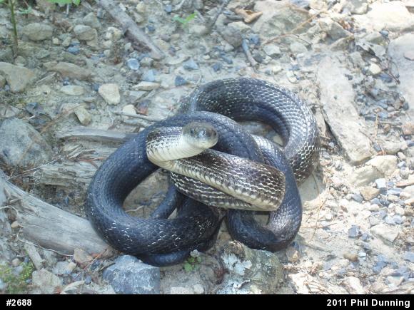 Eastern Ratsnake