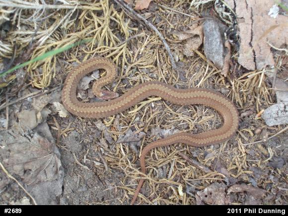 Red-bellied Snake