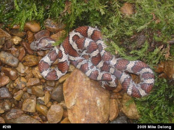 Eastern Milksnake