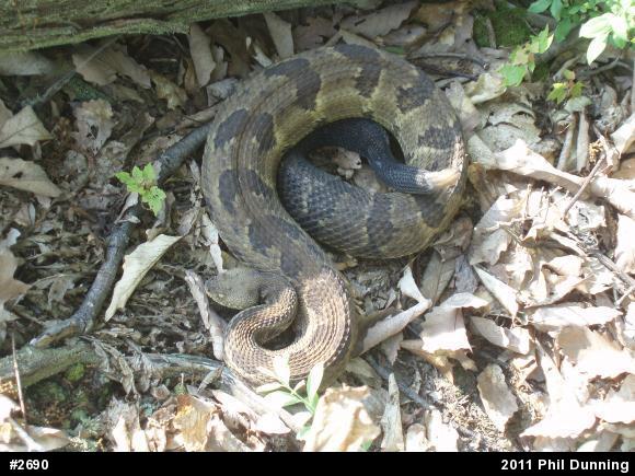 Timber Rattlesnake