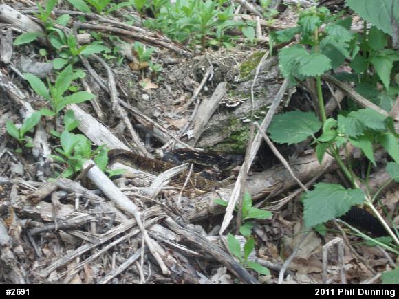 Timber Rattlesnake