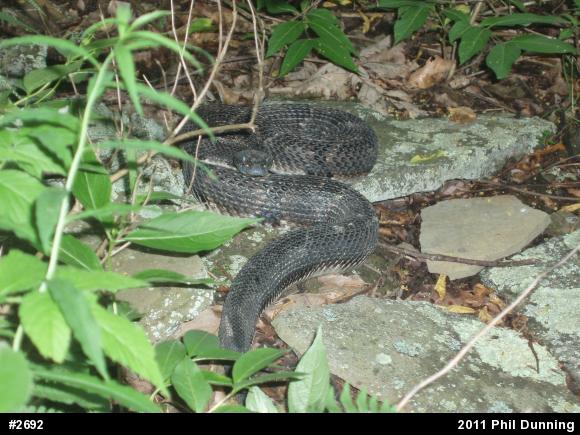 Timber Rattlesnake