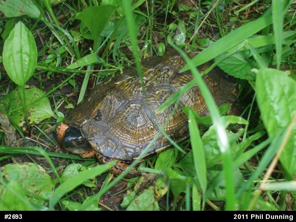 Wood Turtle
