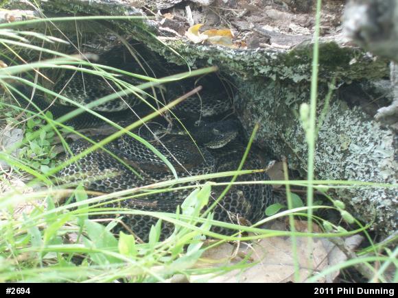 Timber Rattlesnake