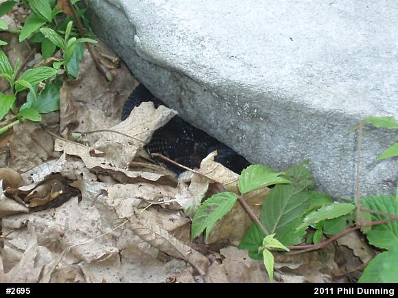 Timber Rattlesnake