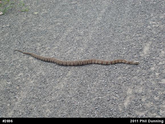 Northern Watersnake