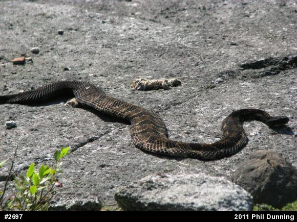 Timber Rattlesnake