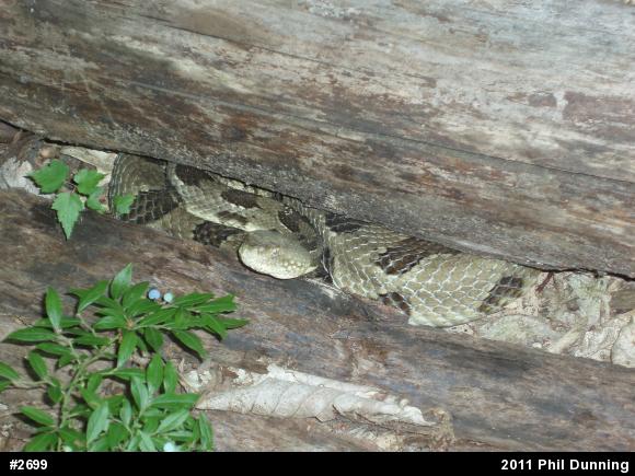 Timber Rattlesnake