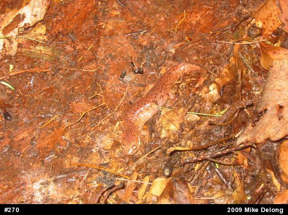 Northern Red Salamander