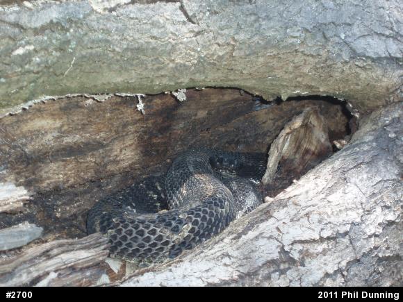 Timber Rattlesnake