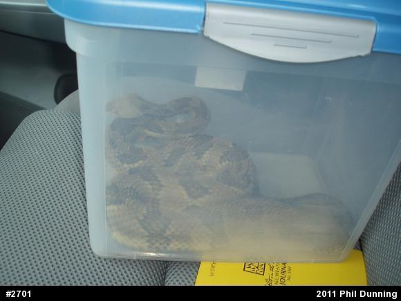 Timber Rattlesnake